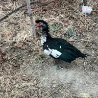 اردک پروازی