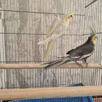 عروس هلندی جف تخم گذار|پرنده|اصفهان, ارغوانیه|دیوار