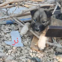 واگذاری سرپرستی توله سگ فقط 1 تومن|سگ|شیراز, فرودگاه شهید دستغیب شیراز|دیوار