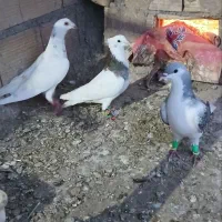 کبوتر پرشی|پرنده|طاغنکوه, |دیوار