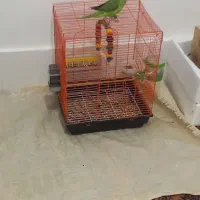 سلام طوطی کاملا سالم