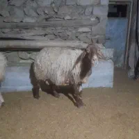 گوسفند داشتی|حیوانات مزرعه|سروآباد, |دیوار