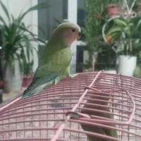 جوجه طوطی برزیلی