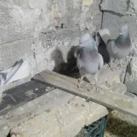 کبوتر|پرنده|مرودشت, نقش رستم|دیوار