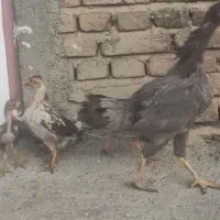 مرغ و خروس لاری