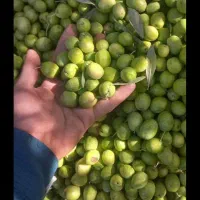 زیتون سبز کنسروی وروغنی