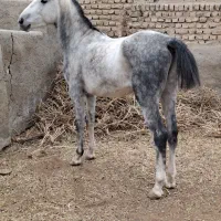 اسب گوسفند بز|اسب و تجهیزات اسب‌سواری|پیشوا, |دیوار