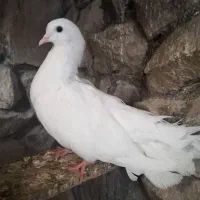 کبوتر دم چتری|پرنده|سمنان, |دیوار