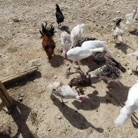 فروش بوقلمون محلی|حیوانات مزرعه|گیلان غرب, |دیوار