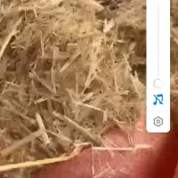 مرودشت|حیوانات مزرعه|مرودشت, مجد آباد|دیوار