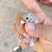 سهره نیم رنگ جوجه خرم آبادی|پرنده|شهرضا, |دیوار