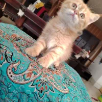 گربه اسکاتیش  و بریتیش|گربه|اصفهان, سعادت‌آباد|دیوار