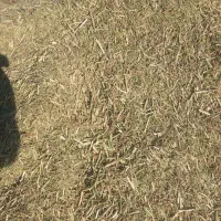 خار دانه دار|لوازم جانبی حیوانات|گناباد, |دیوار