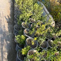 گل و گیاه نهال|خدمات باغبانی و درختکاری|شاهدشهر, |دیوار