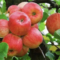 همایجان هماشهرمعاوضه باغ خودروزمین مسکونی آپارتمان