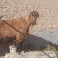 بز سالم و چاق|حیوانات مزرعه|تربت جام, میان جام|دیوار