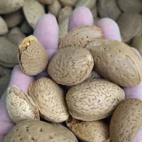 بادام سنگی درجه یک|خوردنی و آشامیدنی|دهگلان, |دیوار