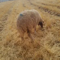 بره ماده سنجابی