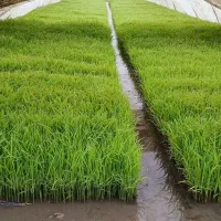 تیم اماده نشا