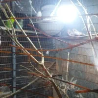 فنچ و مرغ عشق