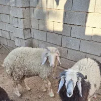 فروش بره نر چاق|حیوانات مزرعه|بندر ماهشهر, |دیوار