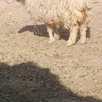 کاور ۲دندان|حیوانات مزرعه|سرایان, |دیوار