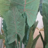 درختچه تزیینی|گل مصنوعی|نظرآباد, رسالت|دیوار