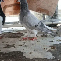 کفتر|پرنده|شیراز, شهرک ترکان|دیوار