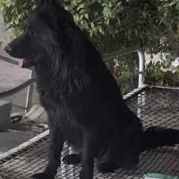 سگ بلک مو بلند