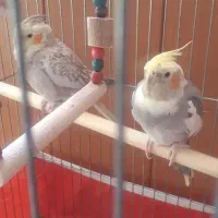 عروس هلندی بالغ و جوجه|پرنده|شیراز, آبیاری|دیوار