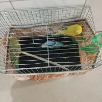 مرغ عشق|پرنده|تهران, نعمت‌آباد|دیوار