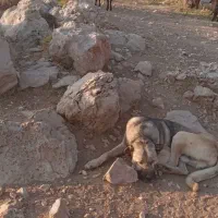 این سگ گم شده هرکس جای آن را بگوید مژدگانی بگیرد