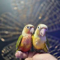 زنجان طوطی|پرنده|زنجان, |دیوار