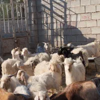 گوسفند