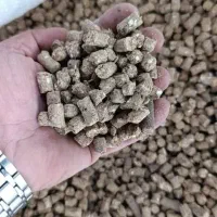دان گوسفند و گاو تحویلی کیلو 57هزار