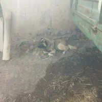 واگذاری سگ گله ای|سگ|اهر, |دیوار