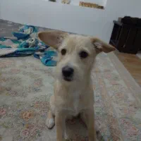 میکس تریر اشپیتز|سگ|مشهد, حضرت حجت|دیوار