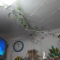 گل پتوس به طول سه متر