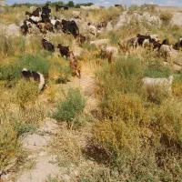 خریدبز وبزگاله گوشتی|حیوانات مزرعه|سراب, |دیوار