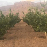 باغ۱۰۰۰متری حسین آباد نقش رستم|فروش زمین و ملک کلنگی|مرودشت, نقش رستم|دیوار