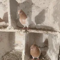 کبوتر باشی ساری|پرنده|گرمی, |دیوار