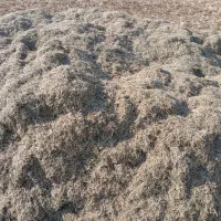 کاه ماش درجه ۱|خدمات باغبانی و درختکاری|گتوند, |دیوار