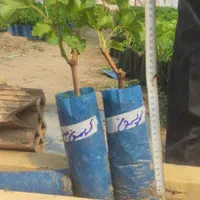 انگور نهال و درخت رونده|خدمات باغبانی و درختکاری|فلاورجان, |دیوار