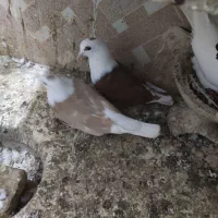 همه فروشی|بدلیجات|سبزوار, قصبه غربی|دیوار