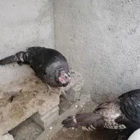 بوقلمون ماده 6ماه|حیوانات مزرعه|پاکدشت, پاکدشت (مامازند)|دیوار