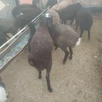 میش،۲۰ راس بره سبک|حیوانات مزرعه|ساوه, |دیوار