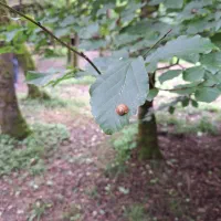 امر خیر( ازدواج)