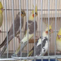 عروس هلندی|پرنده|قزوین, |دیوار