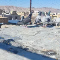 گنجه روف نرو ماده|پرنده|مرودشت, ابوذر شمالی‎|دیوار