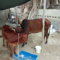 گاو باگوساله ماده